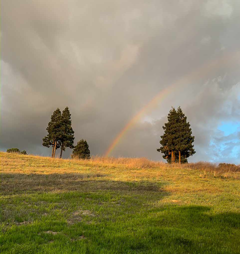 Rainbow COVID 19-8626