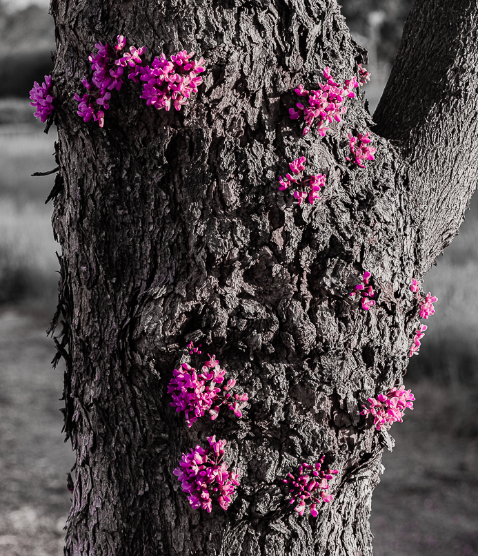 LA - Flowers on tree trunks 2-0063-2