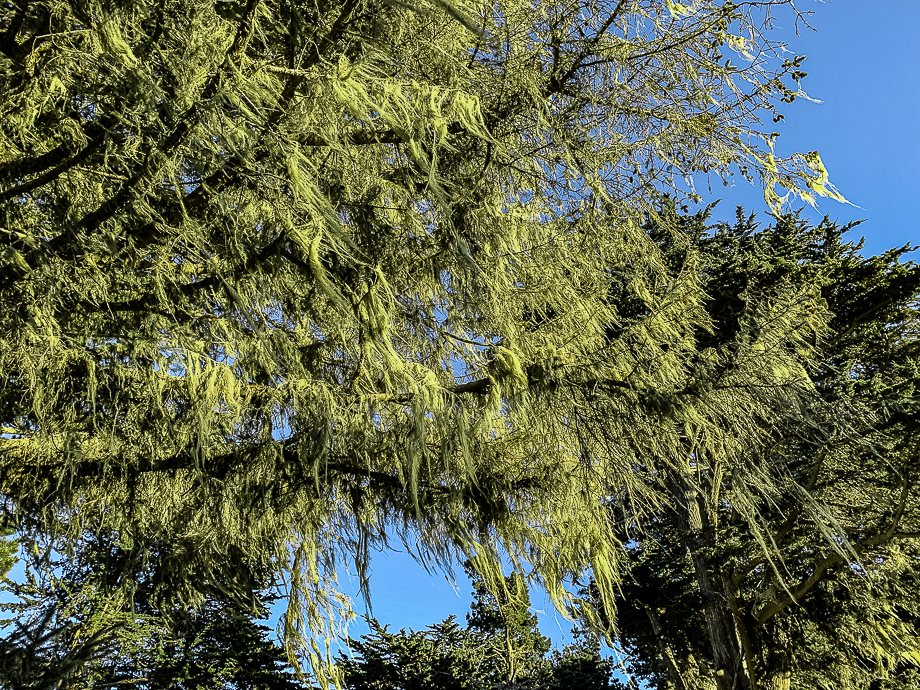 WW-Spanish moss-8265