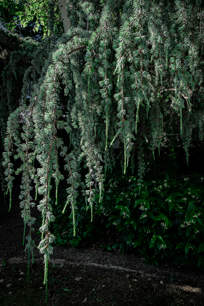 L-A Blue Deodar Cedars-0158