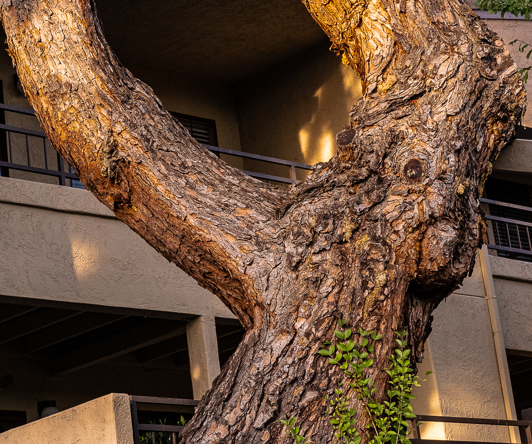 Lens-Artists- Tree trunk Cropped-0478-2