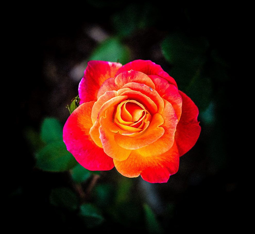 Mothers' day rose - May 10, 2020-4151-2