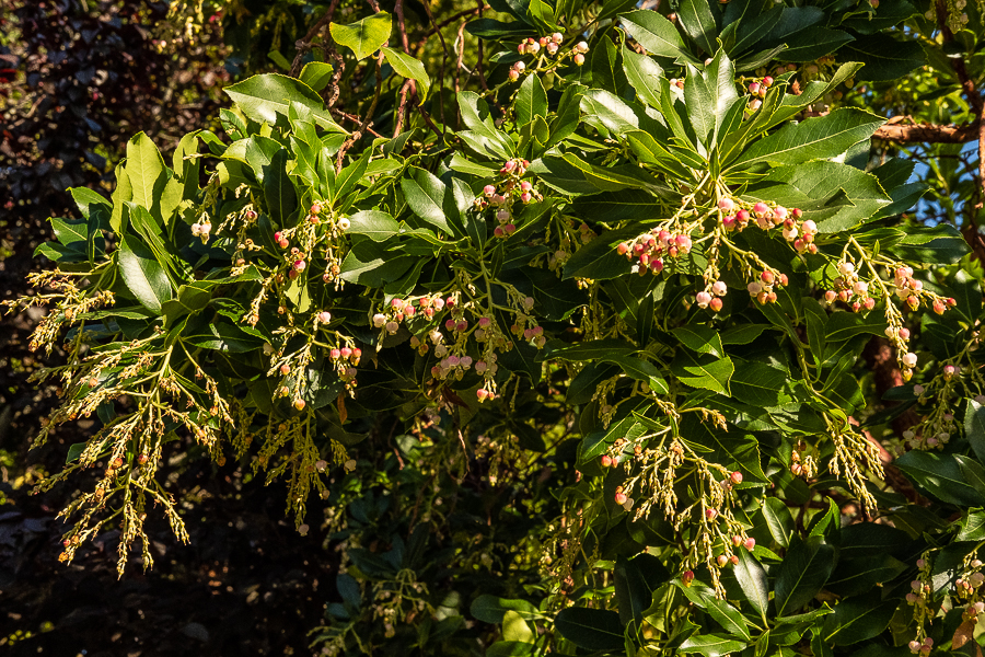 Flowering Madrone-0046