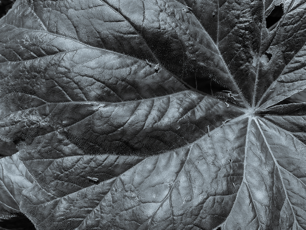 Leaf - Botanical Gardens GGP b&amp;w-9660-2