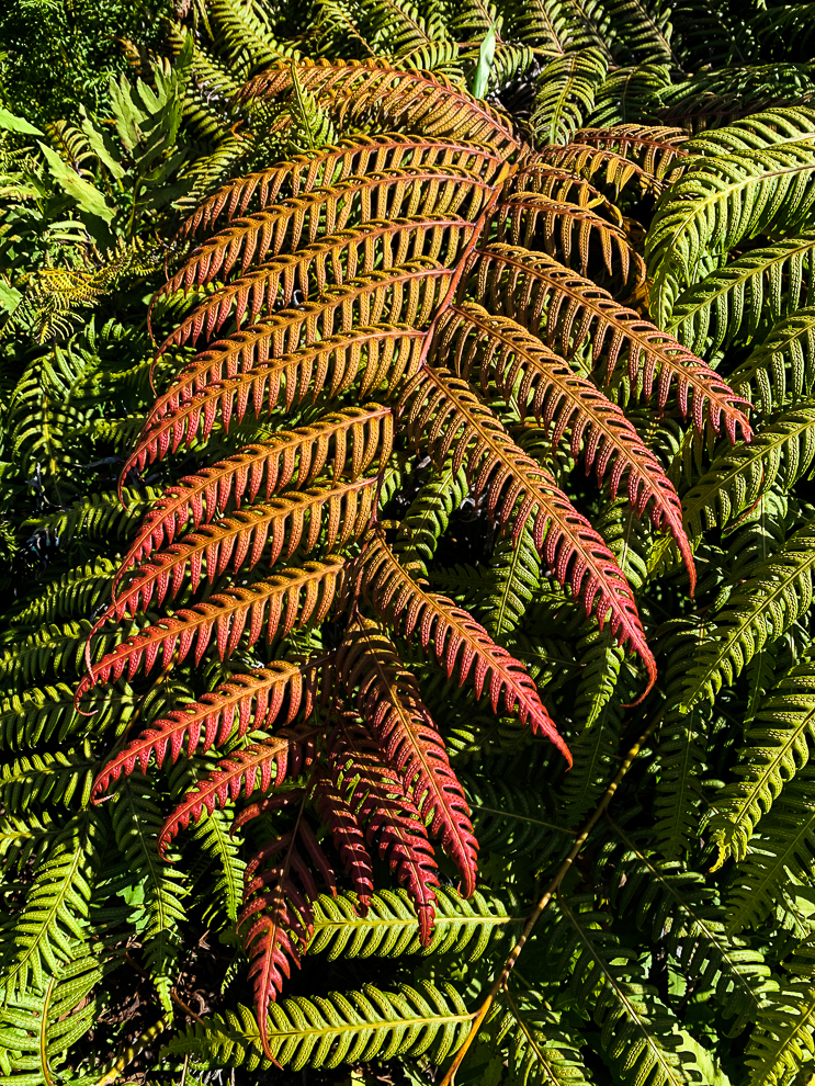 WW-Fern changing colors-9674