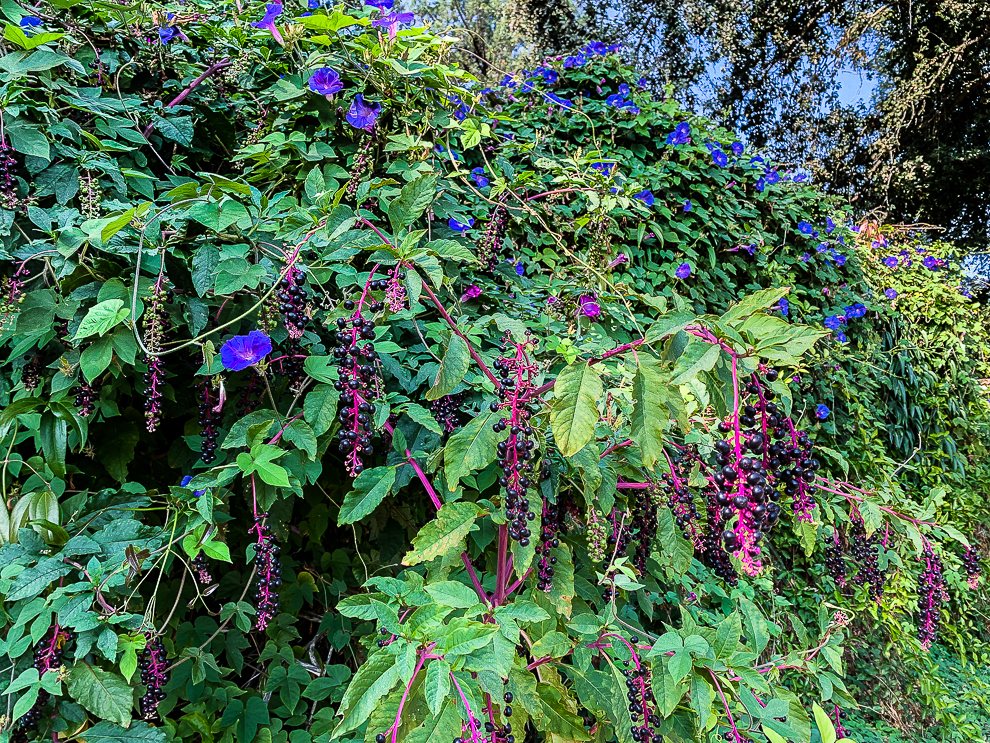 Coexistence: delicate balance