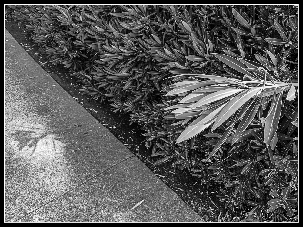 Monochrome Mondays: hello&nbsp;shadow