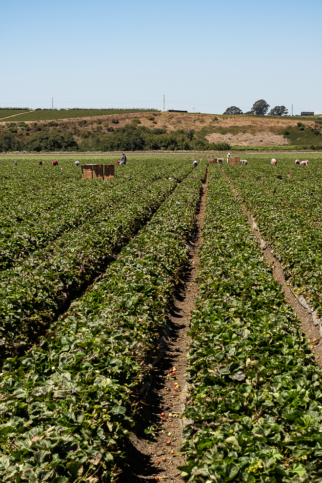 Strawberry fields forever