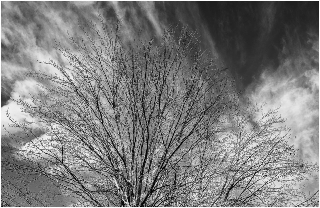 Monochrome Mondays: Bare branches with&nbsp;clouds