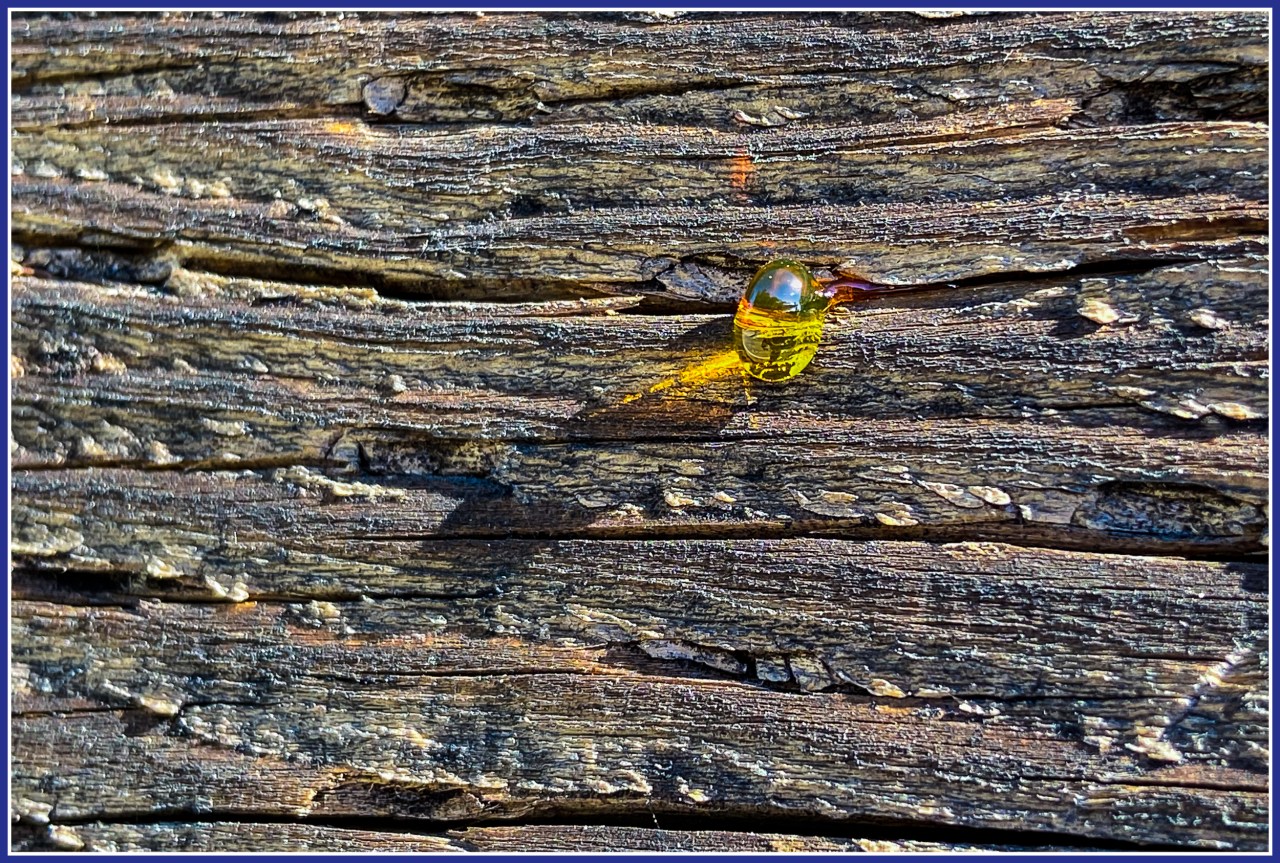Reflections caught in a bead of&nbsp;sap
