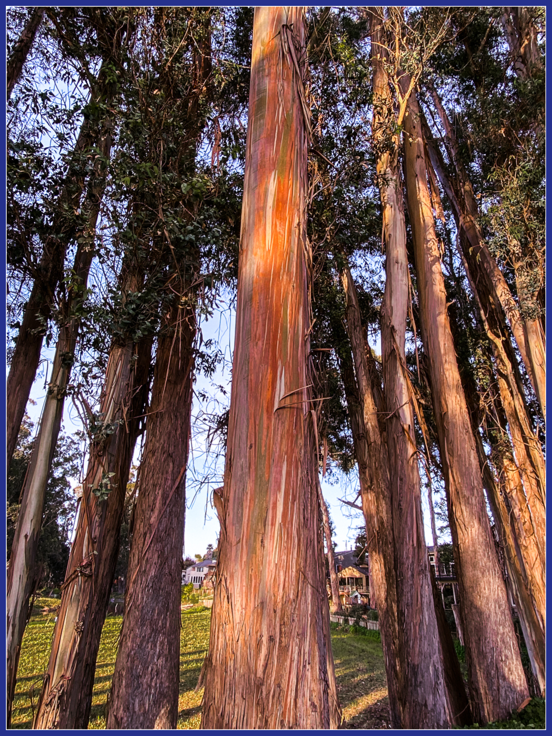 Eucalyptus at sunset – for&nbsp;Nitya