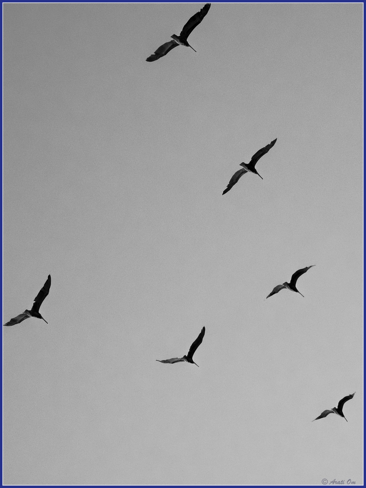 Monochrome Mondays: Pelicans rule the air&nbsp;waves
