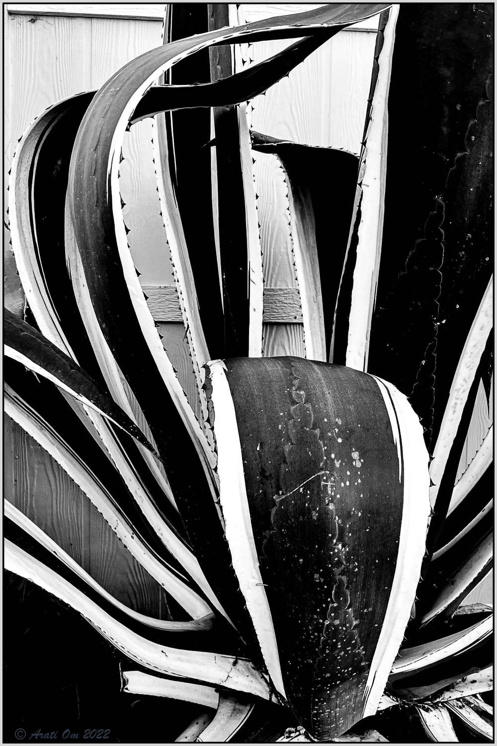 Monochrome Mondays: Maguey&nbsp;ondulante