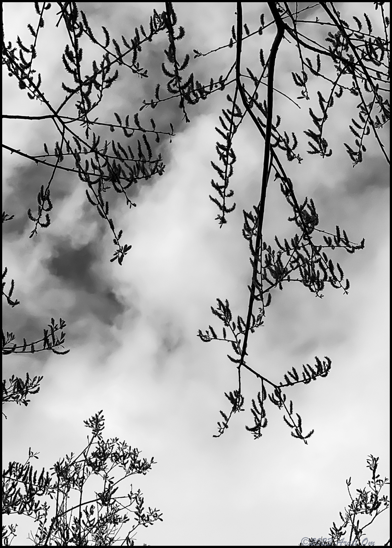 Monochrome Mondays: Springtime&nbsp;newness