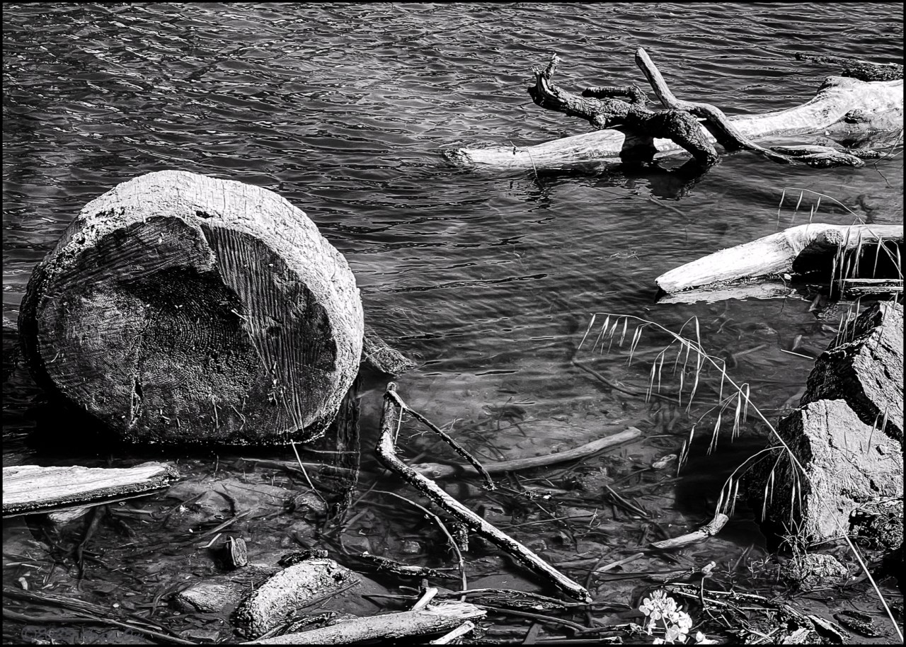 Monochrome Monday: Driftwood