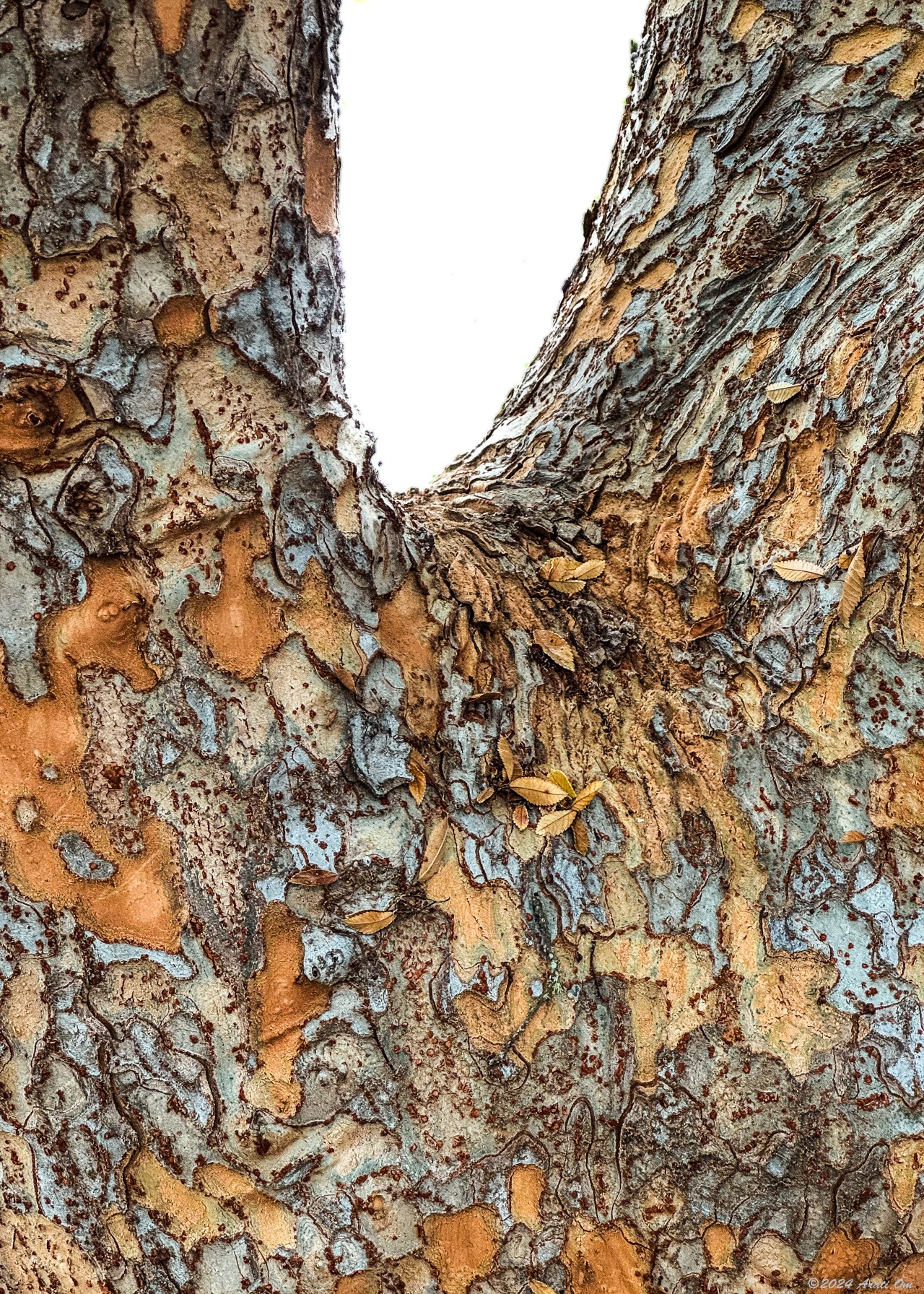 Nature’s pallet knife