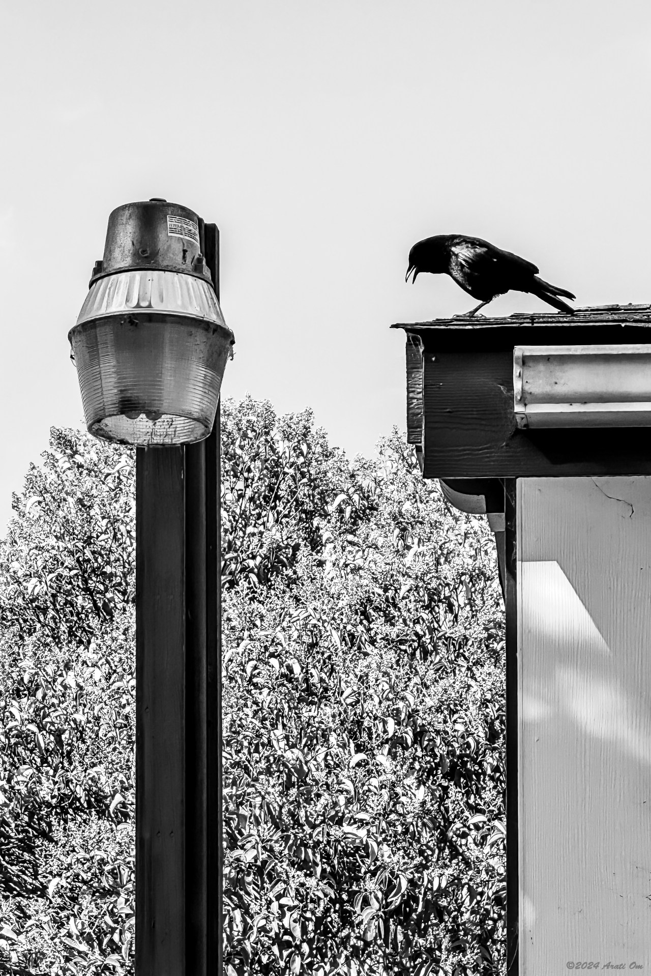 Monochrome Mondays: Crow conversing with a street&nbsp;lamp